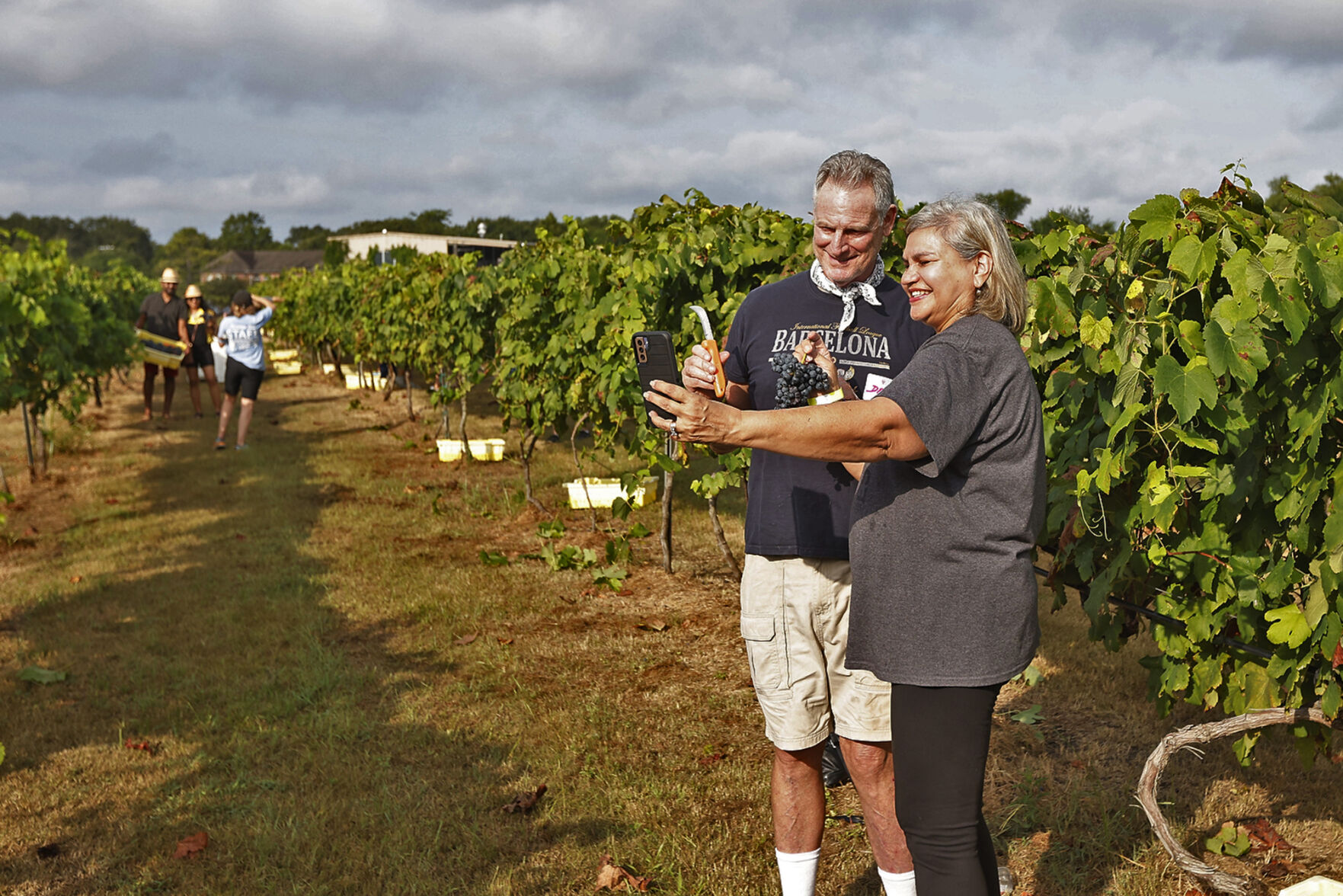 Messina Hof harvest